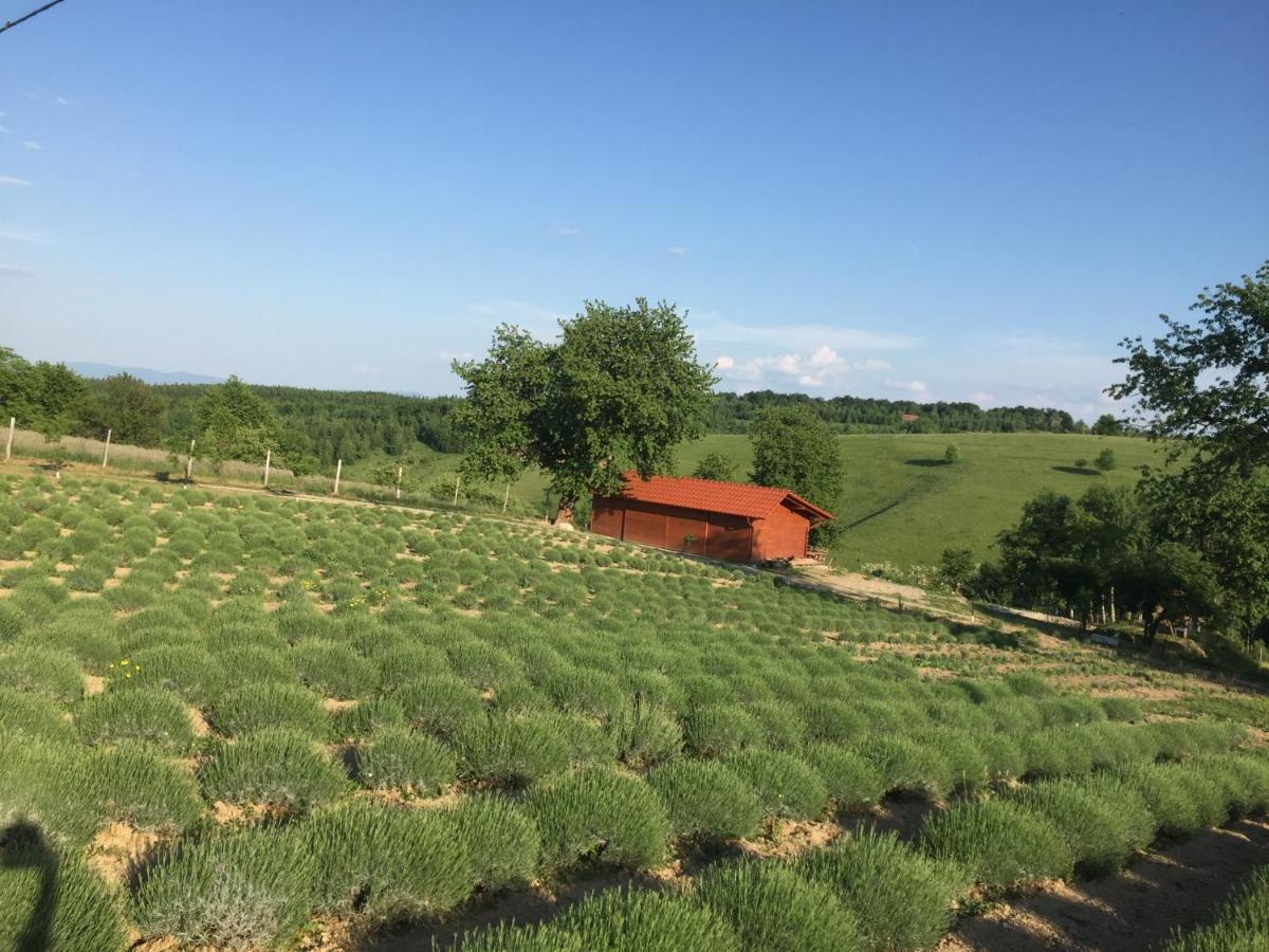 Rose Hip Hill Farm Bed and Breakfast Valea Tirnei Εξωτερικό φωτογραφία