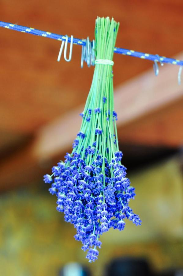 Rose Hip Hill Farm Bed and Breakfast Valea Tirnei Εξωτερικό φωτογραφία